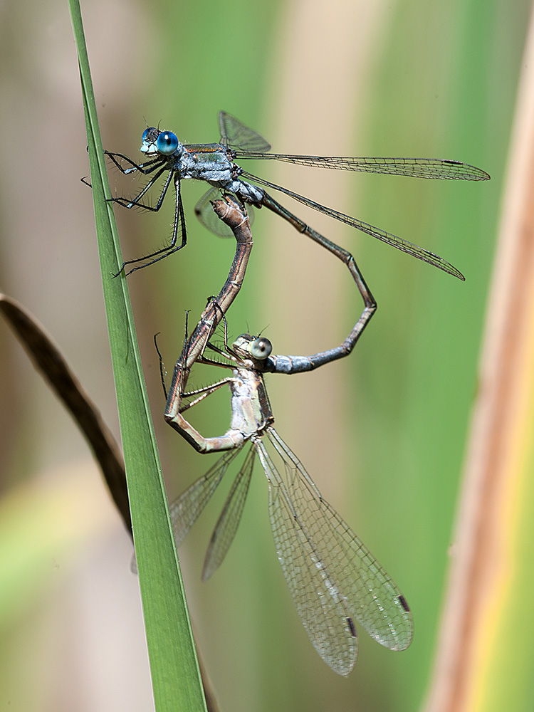 Binsenjungfer Kleine 2014 08 08 05