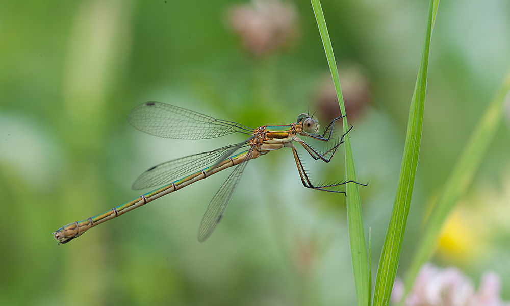 Binsenjungfer Kleine (w) 05 2013 07 05