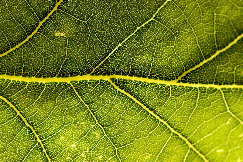 bionetz