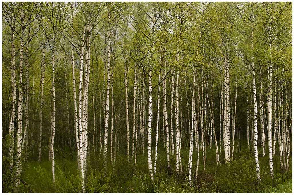 Birch Tree - 
Meine Art Wald zu fotografieren