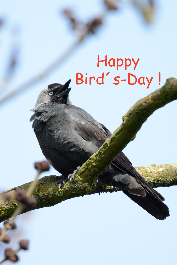 bird´s day Kopie