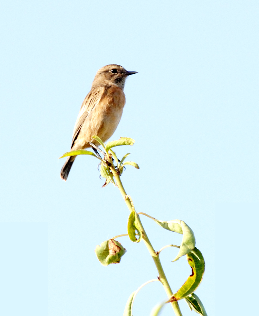 bird´s day Kopieff