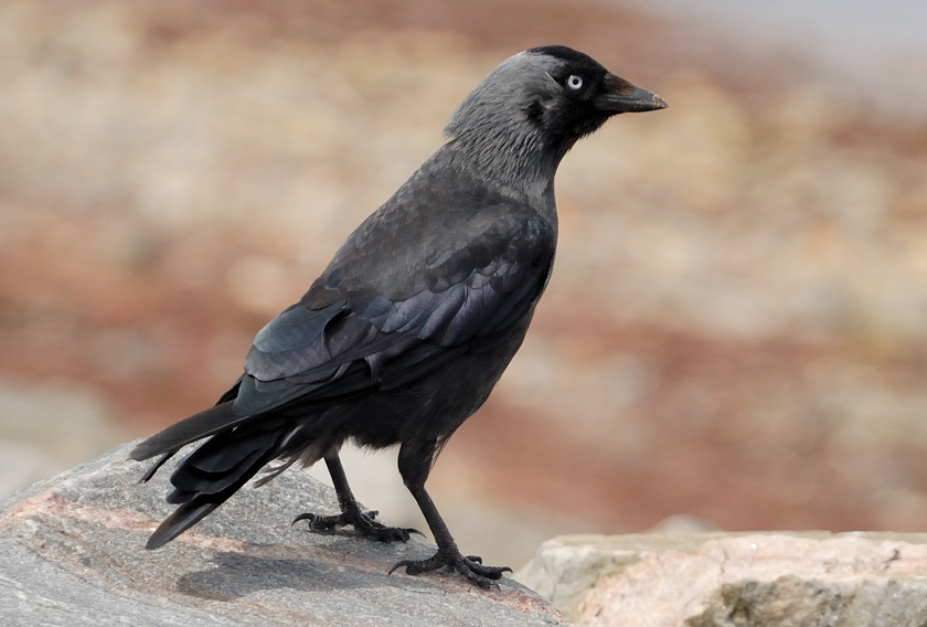 Bird 2