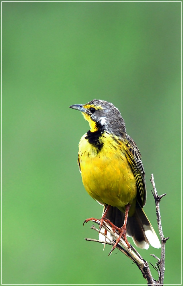 bird1