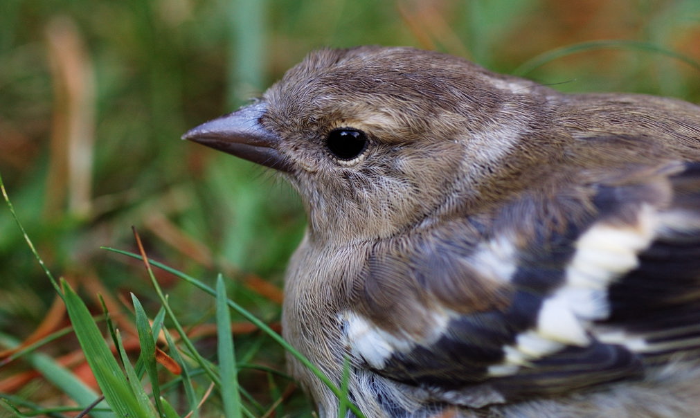 Bird2