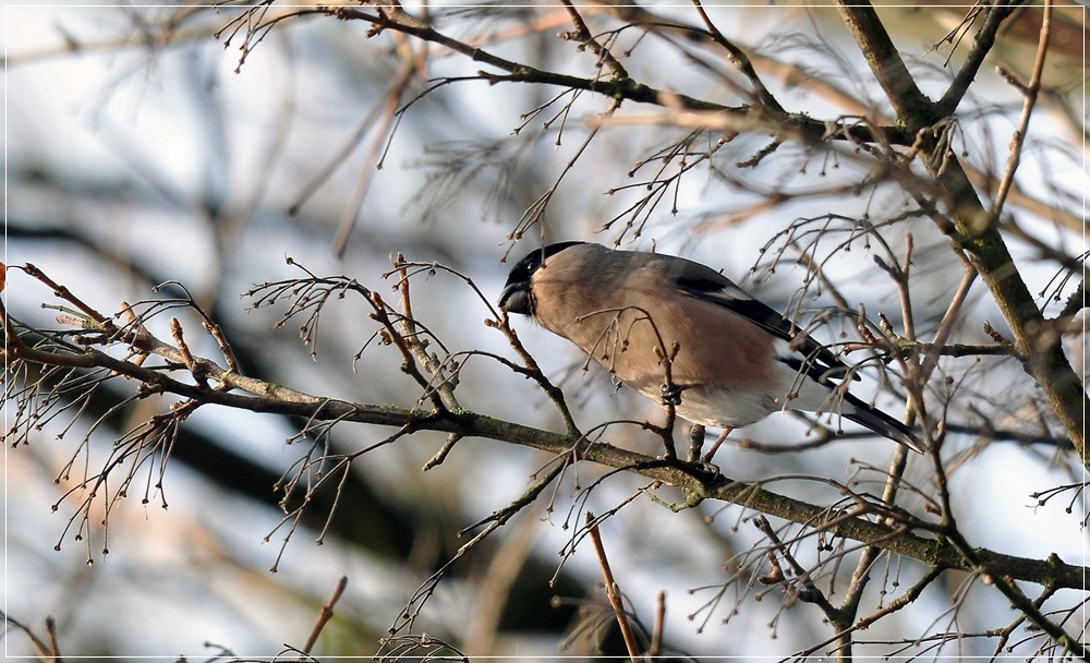 bird5
