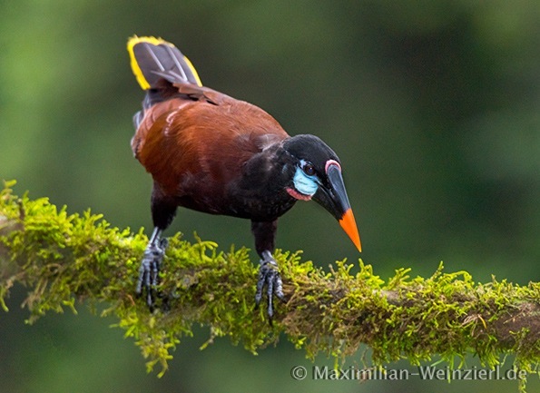 Birder©MaximilianWeinzierl