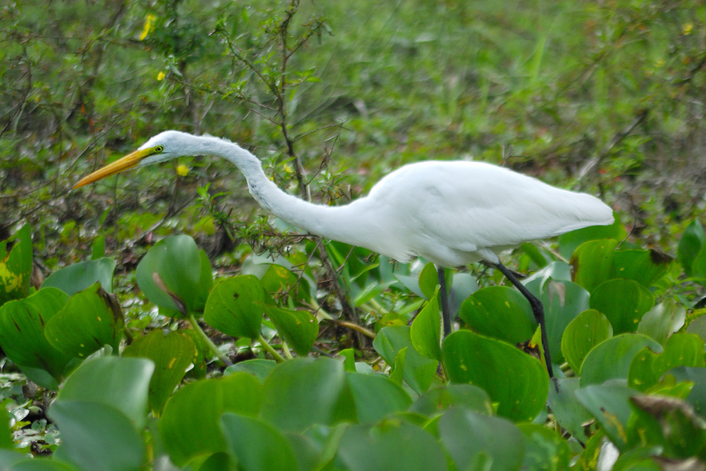 birds Egretta alba