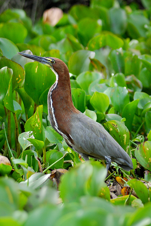birds Tigrisoma lineatum