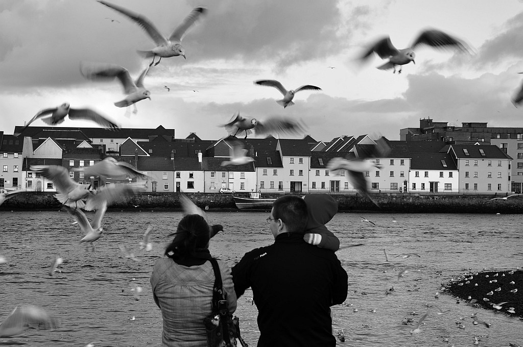 birds