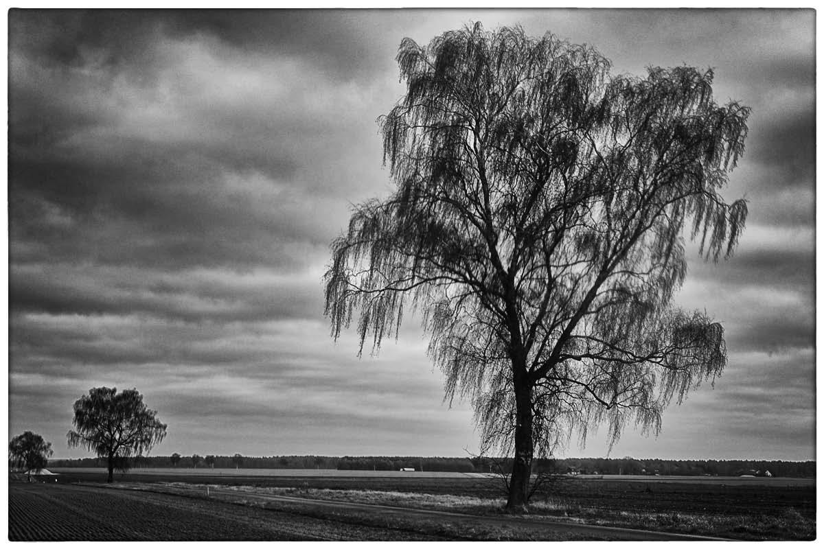 Birke 1_BW.jpg