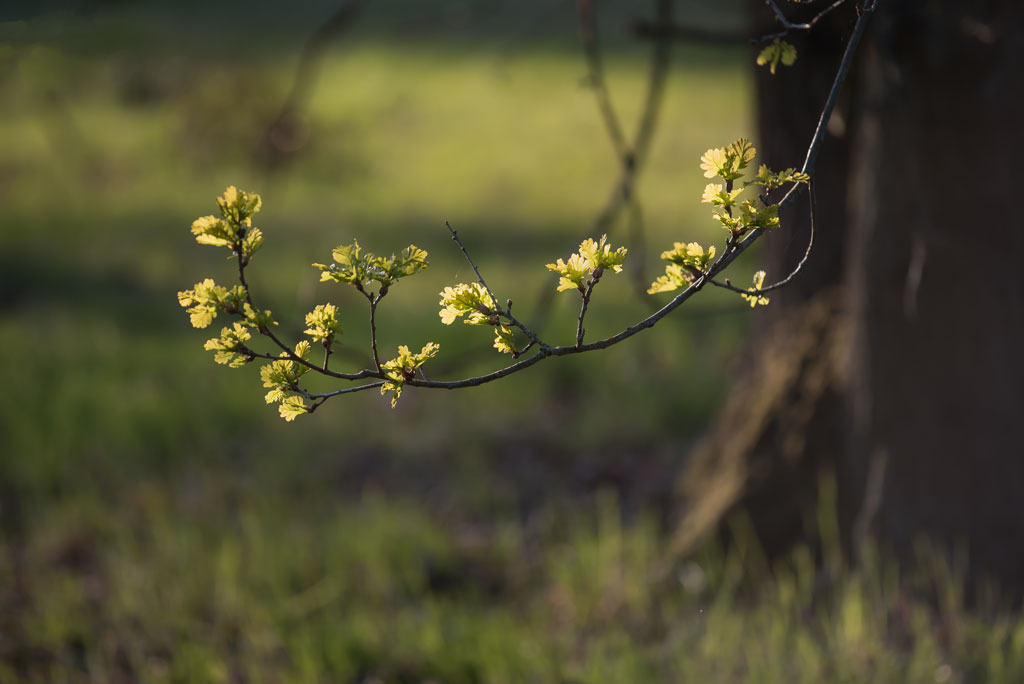 birke fruehling