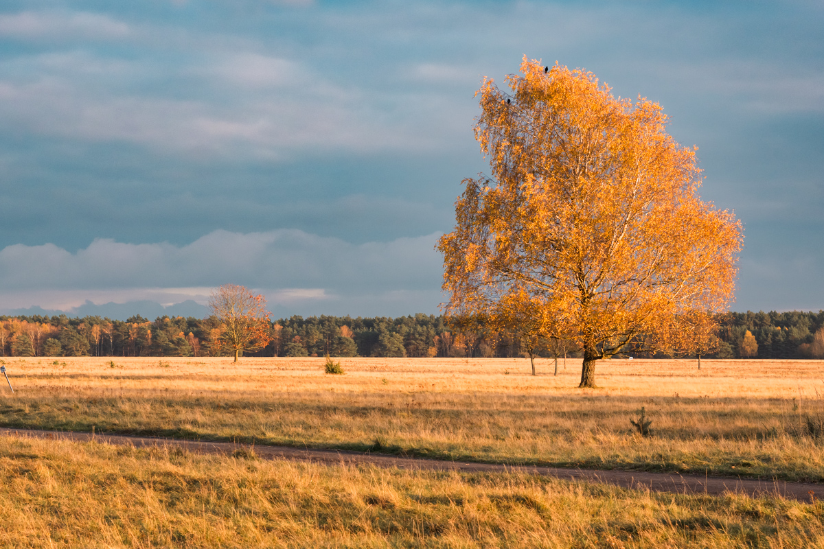 Birke in der Abendsonne
