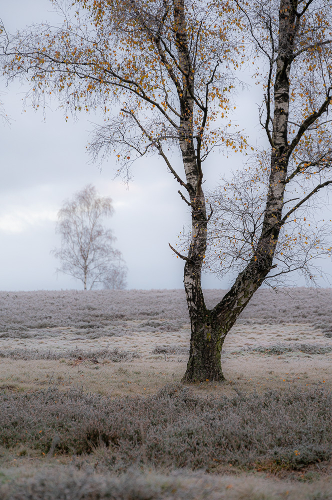 Birken auf der Heide