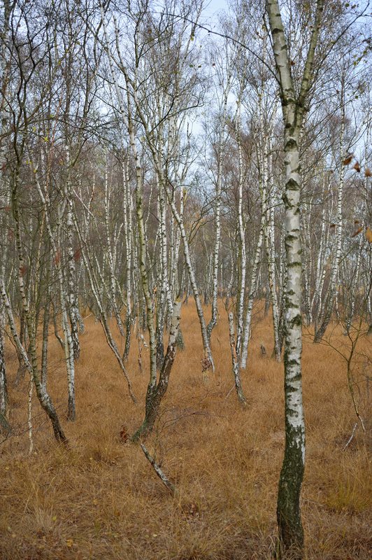 Birken im Moor