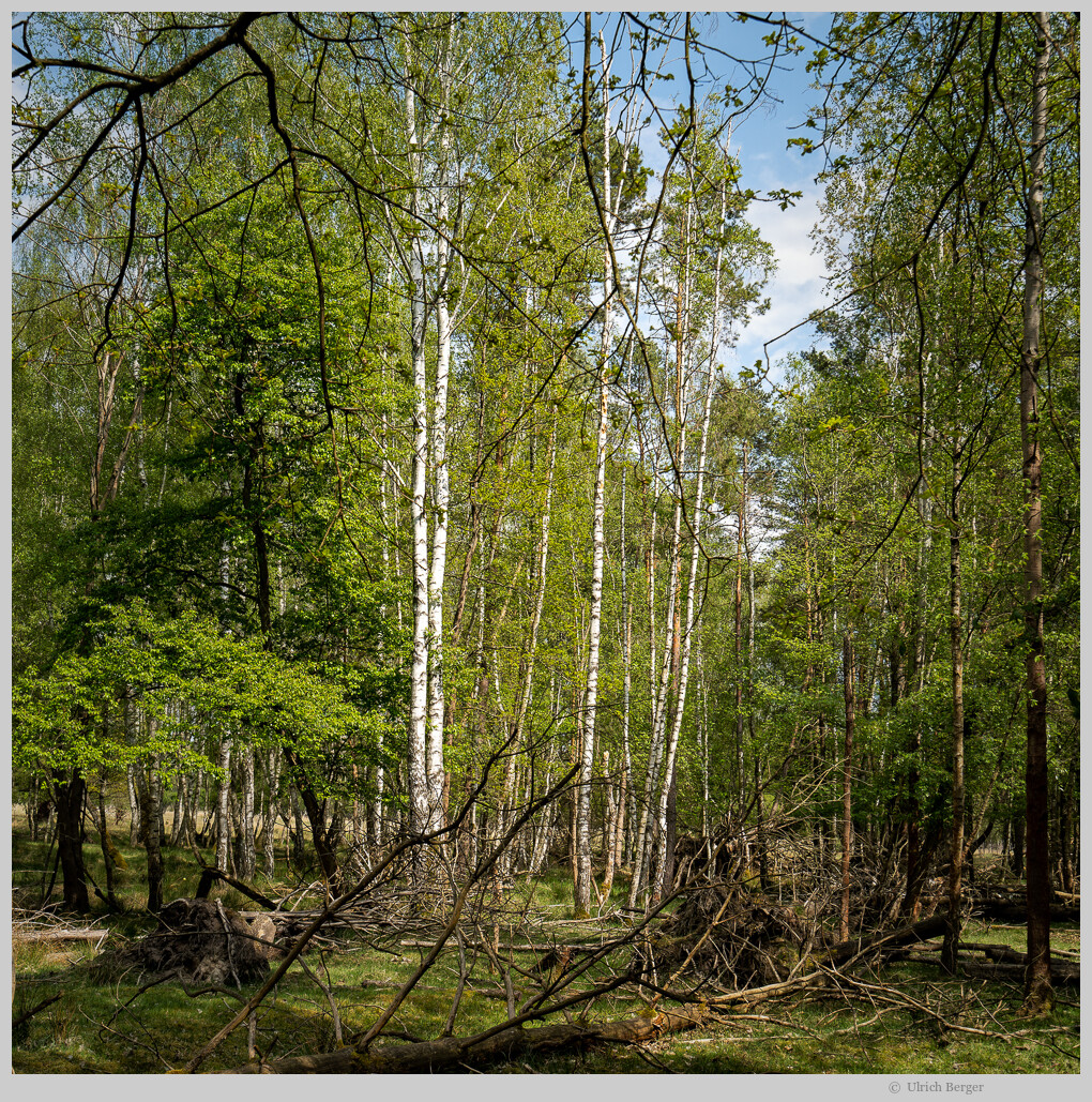 Birken im Naturpark
