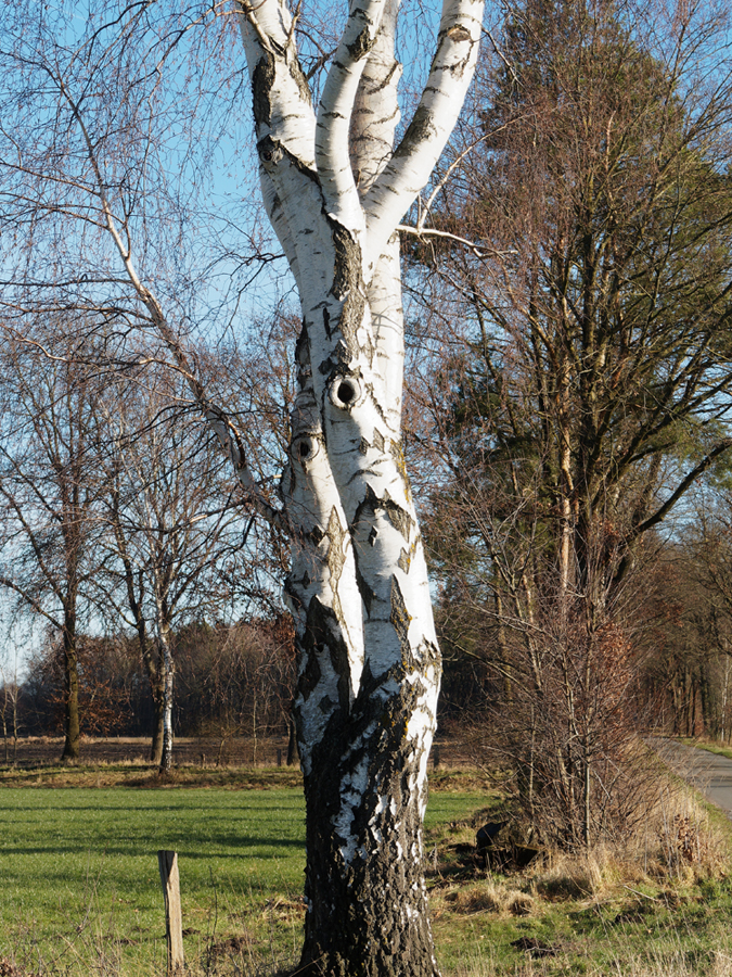 Birkendrall.jpg