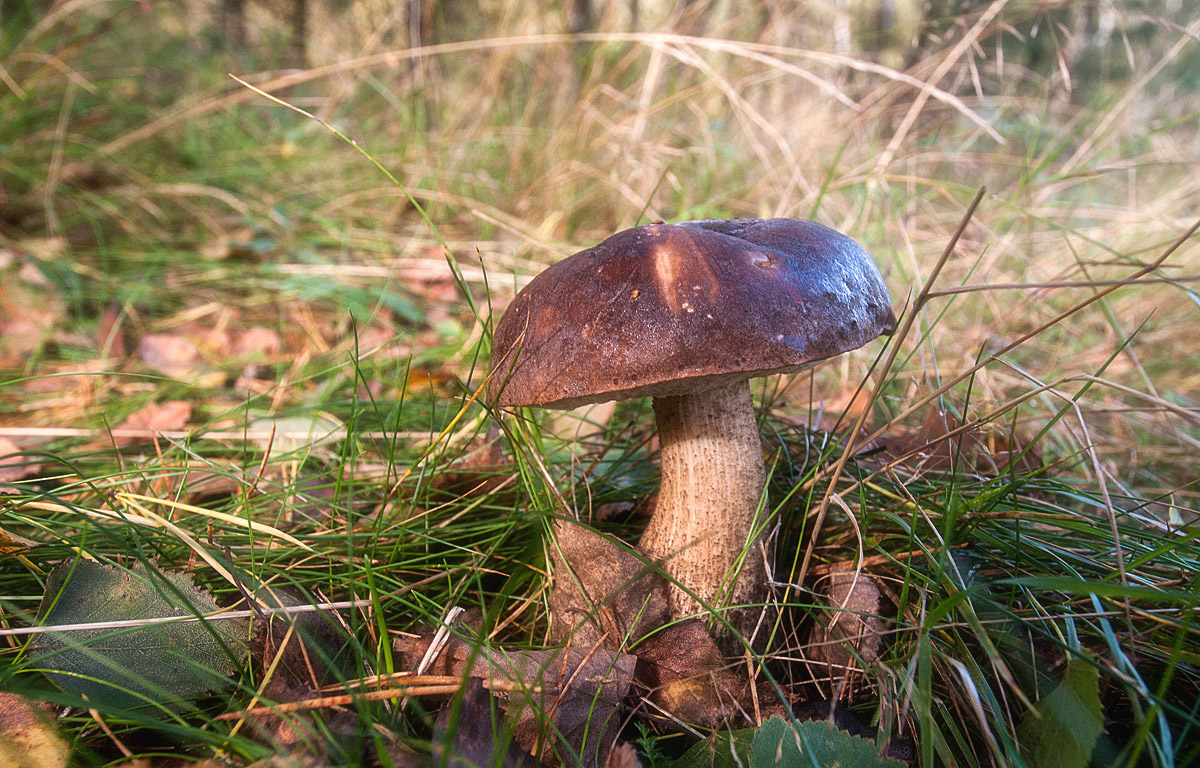 Birkenpilz 2