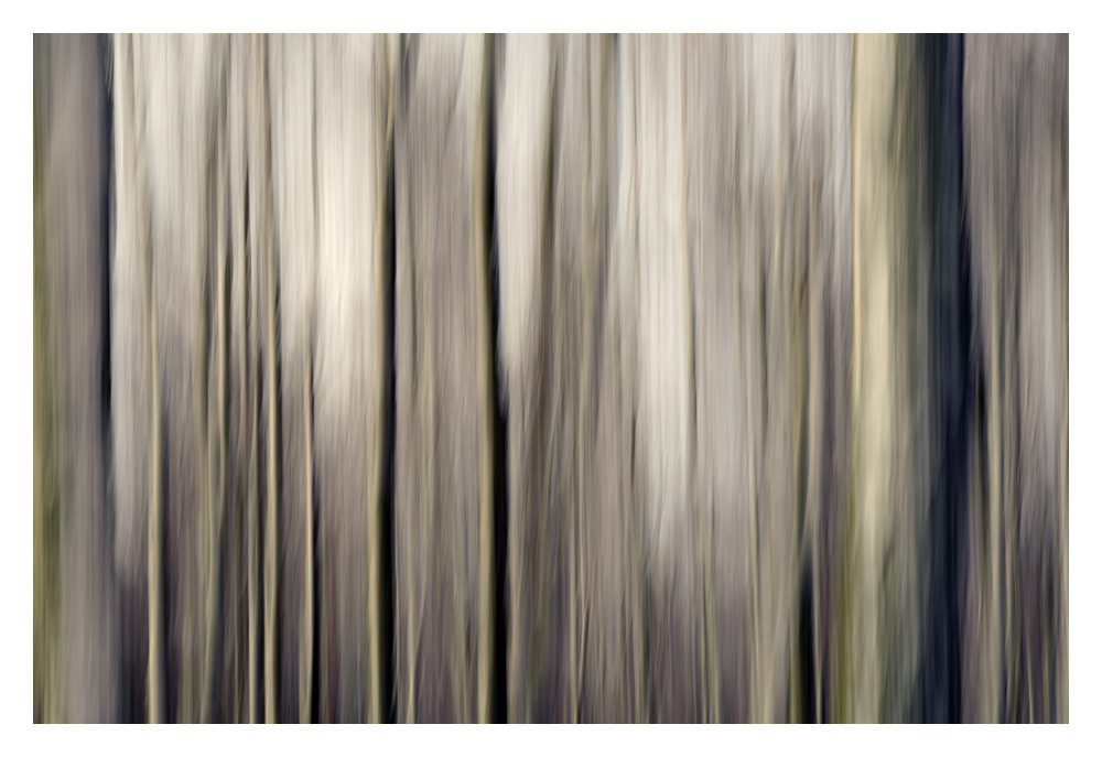 birkenwald