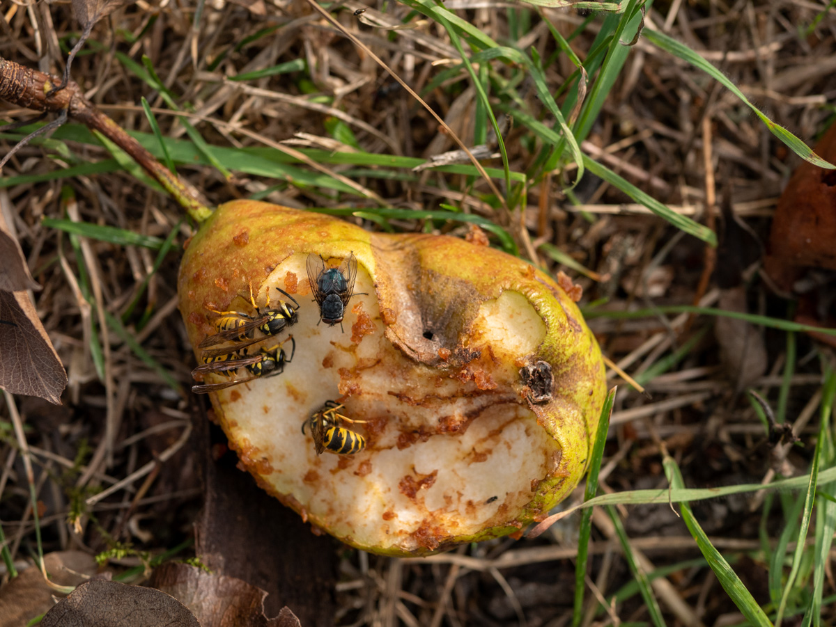 Birne Helene