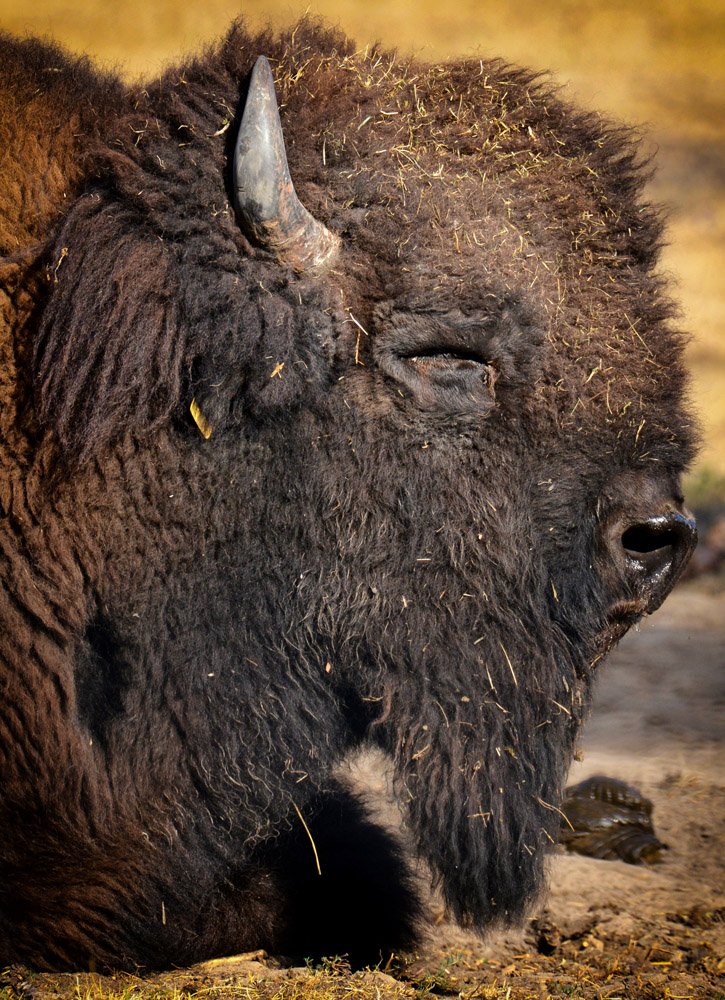 bison bulle 1000