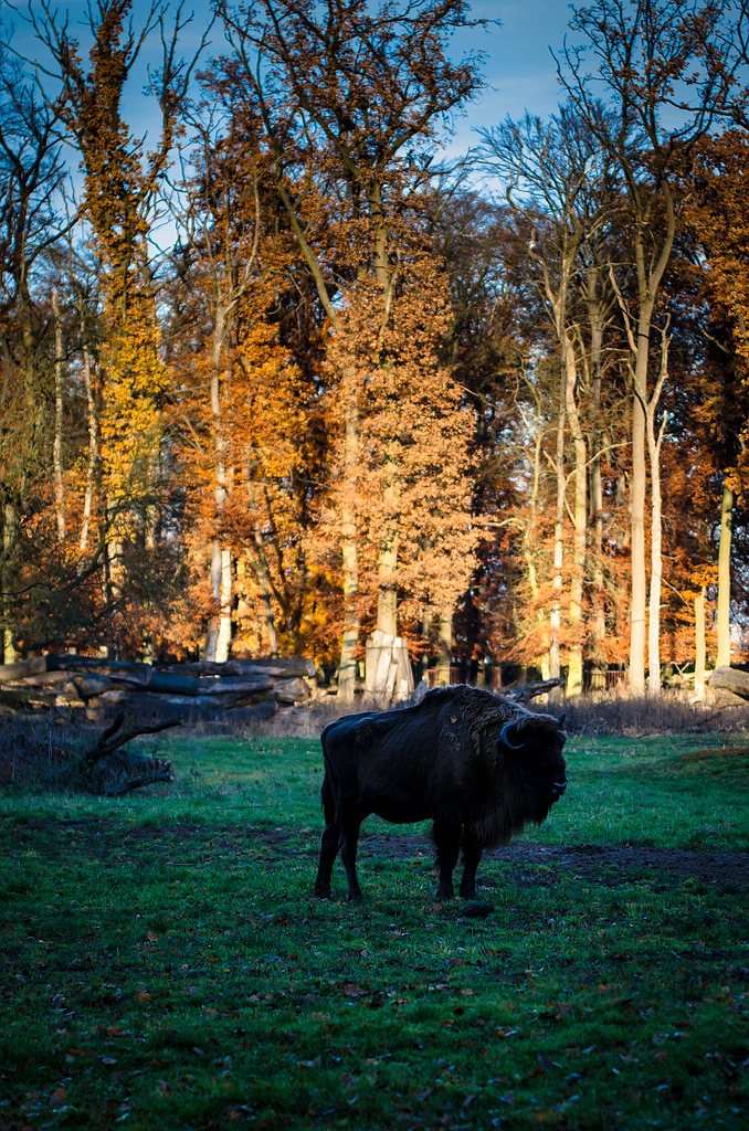 Bison DSC 5349
