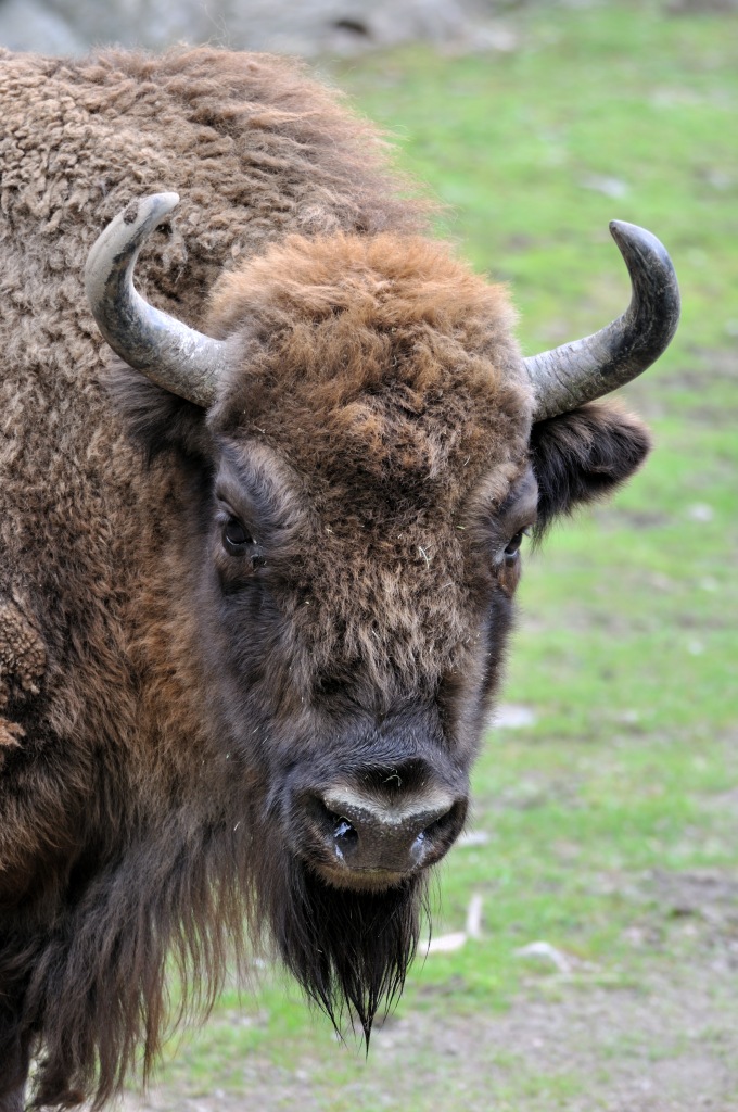 Bison in Borås (Schweden)