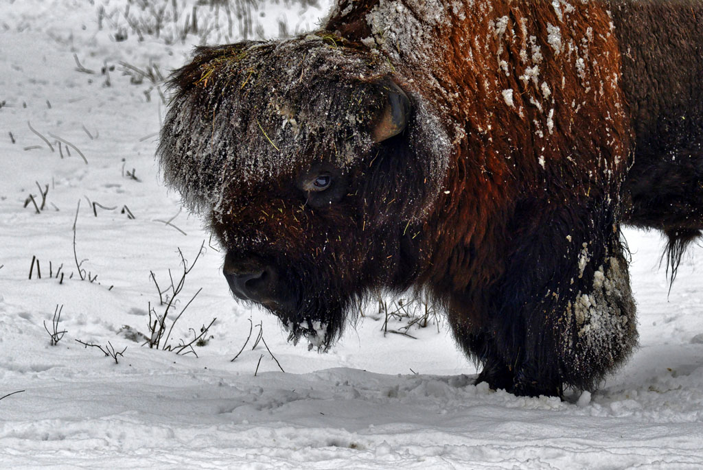 bison schnee 1