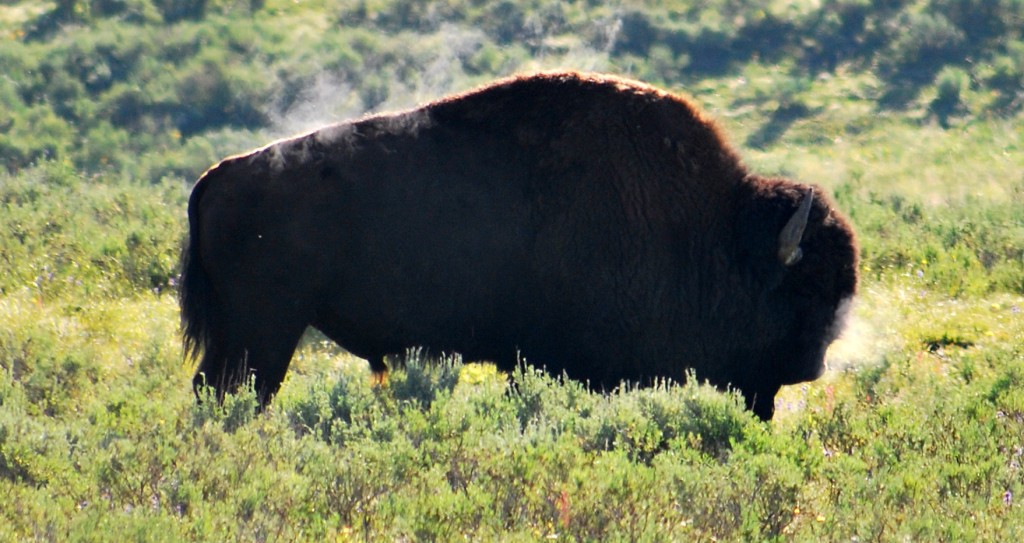 Bison