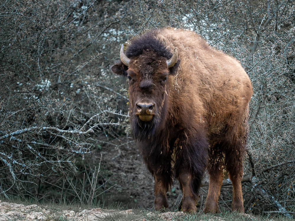 Bison