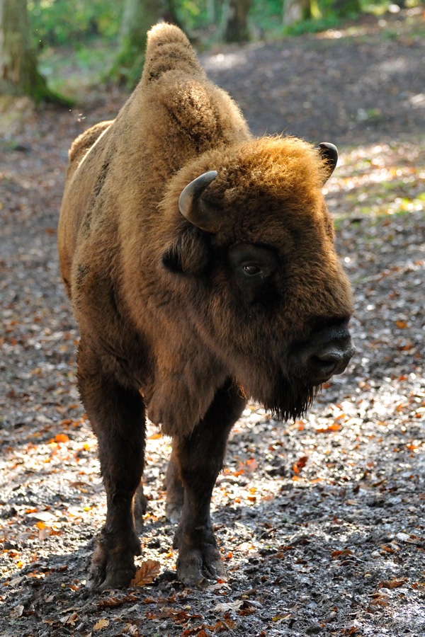 Bison