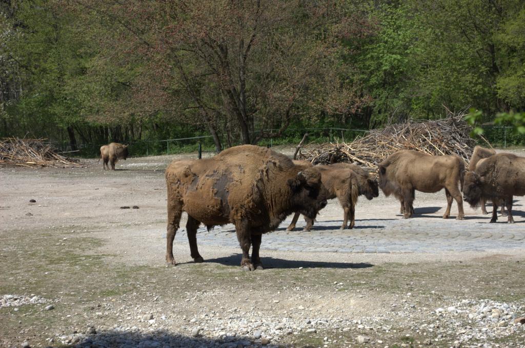 Bison