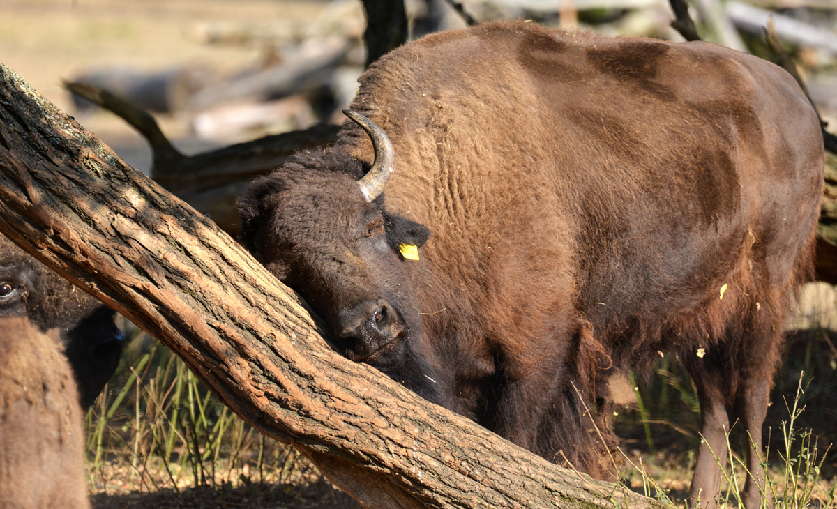 Bisons baum reiben 1200