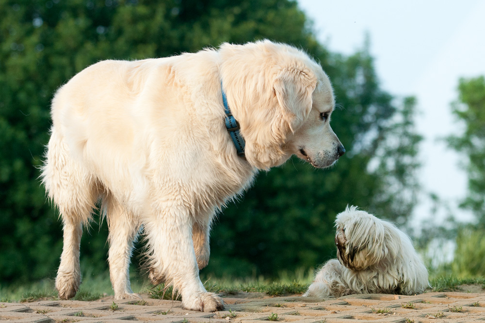 bist Du ein Hund