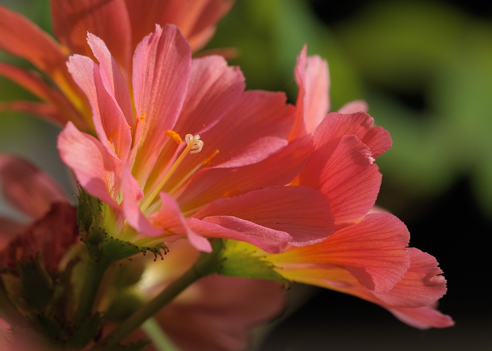 Bitterwurz (lewisia)