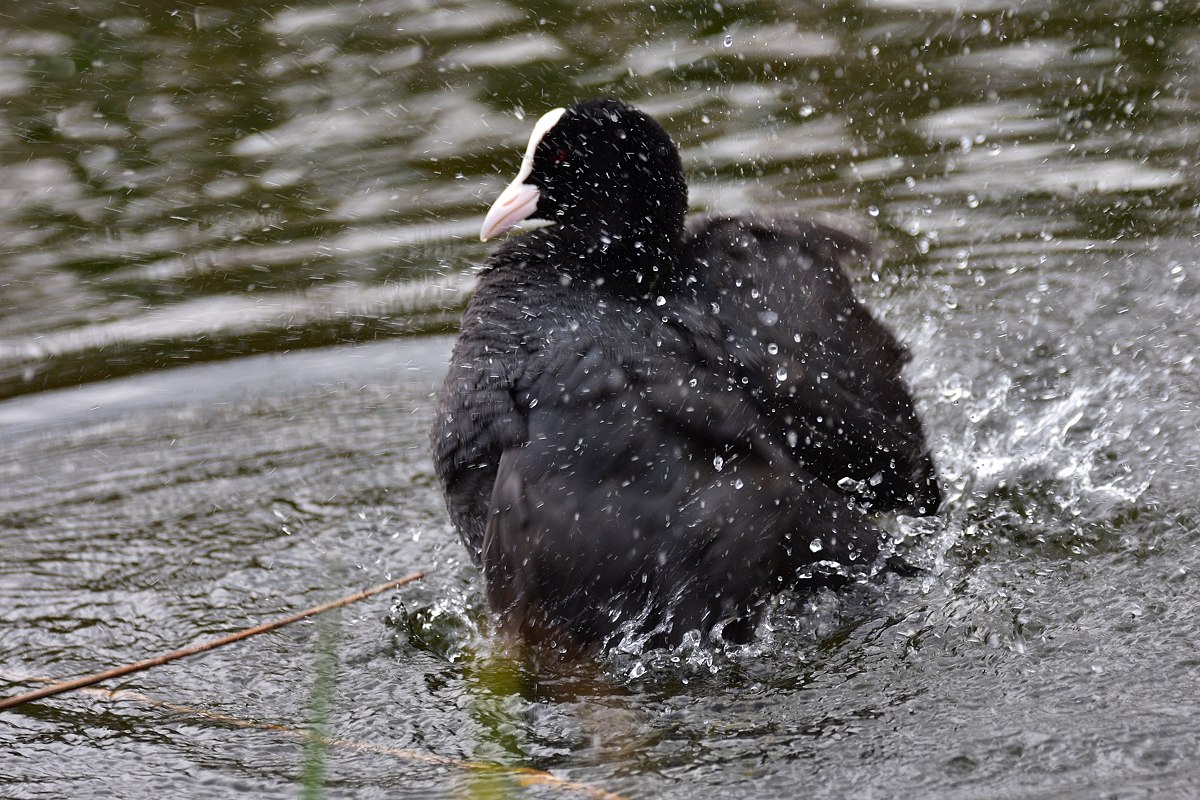Blässhuhn 2016 06080