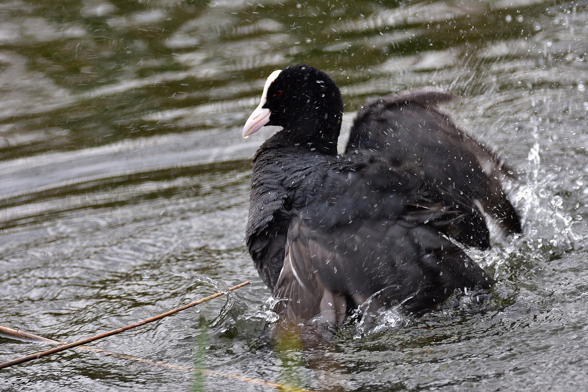 Blässhuhn 2016 06082