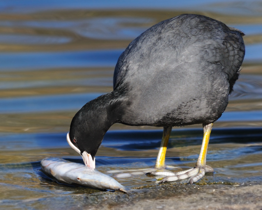 Blässhuhn mit Fisch