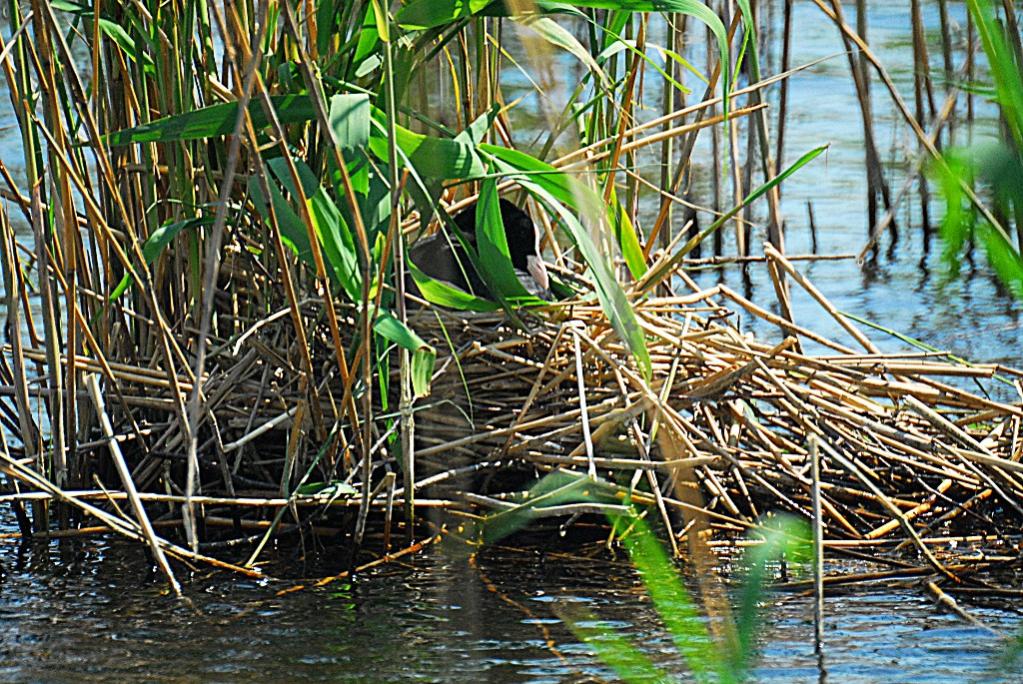 BlässhuhnAmMüggelSee 0037 110522 1024x685 90