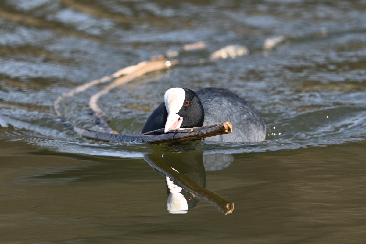 blässhuhnPH8_3254nf.jpg