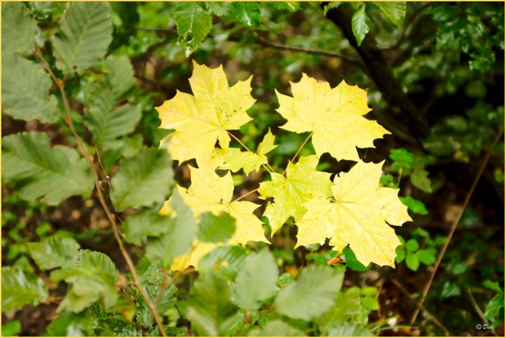 Blätter im Herbst