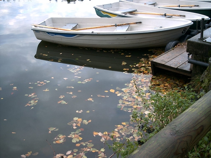 Blätter im See