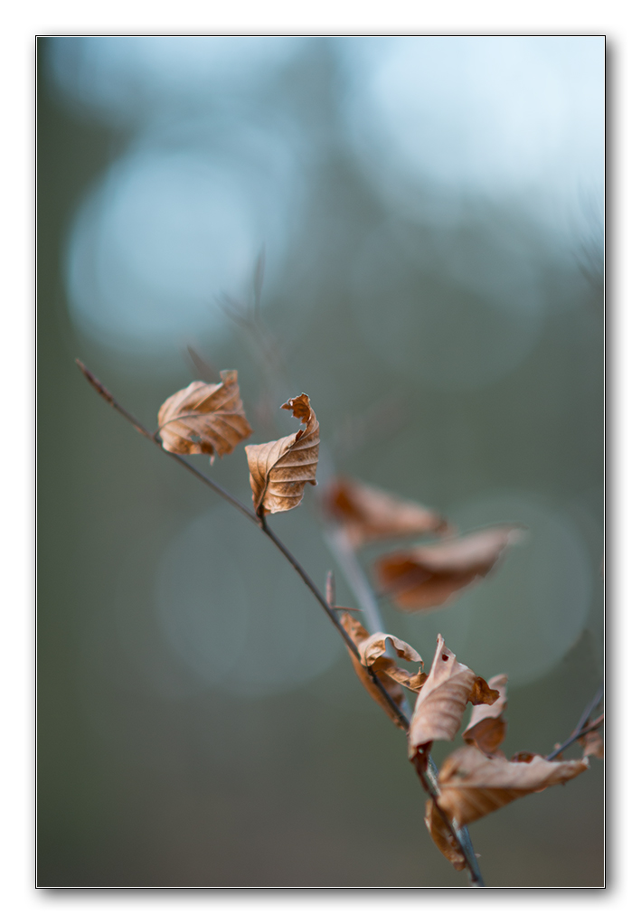 blätter3