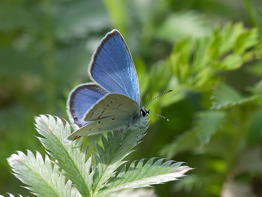 Bläuling 2012 06 24 01