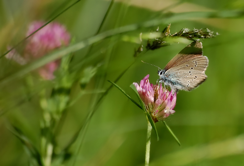 Bläuling

Aufgenommen im Steinauer Naturschutzgebiet
