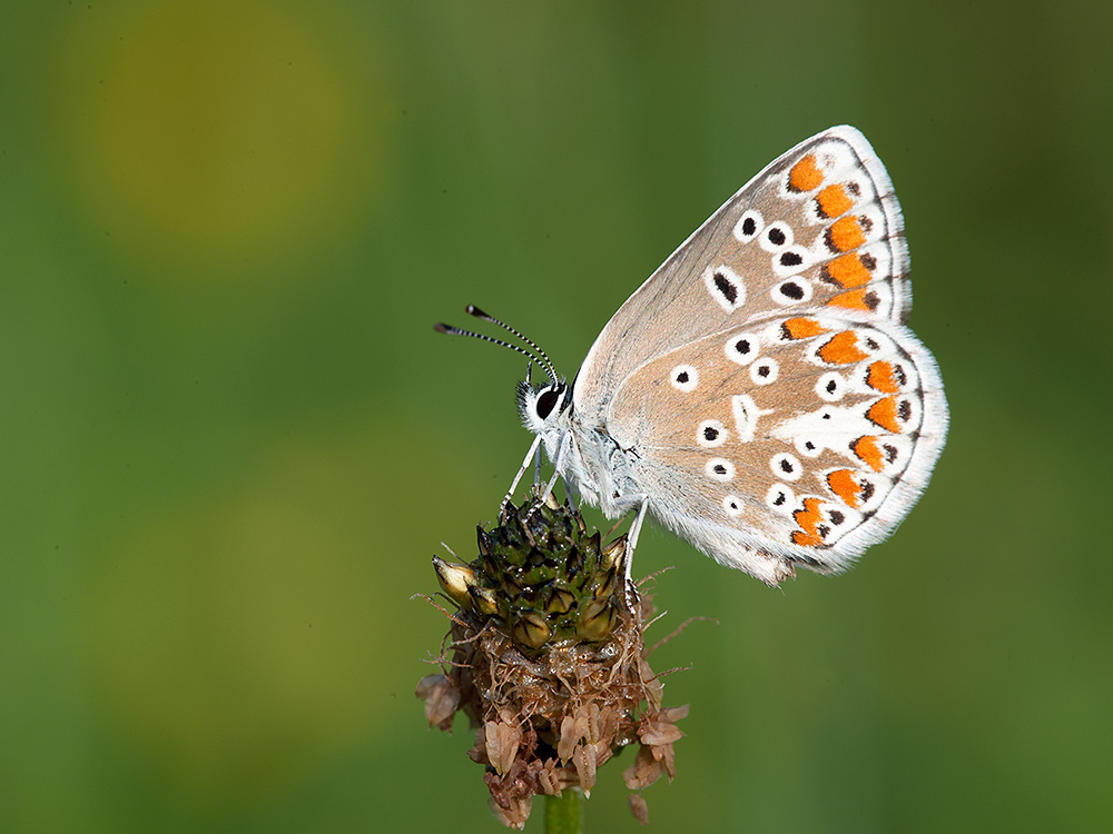 Bläuling Hauhechel 2014 08 10 02