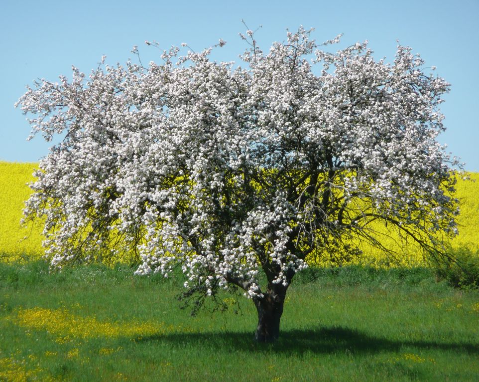 Blühender Baum vor Rapsfeld