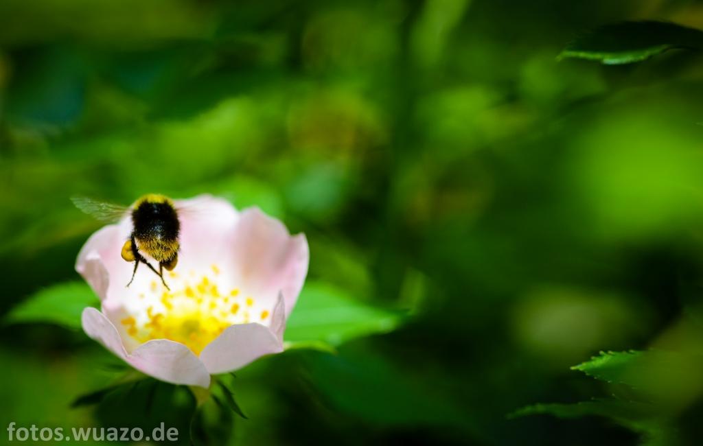 Blümchen 2