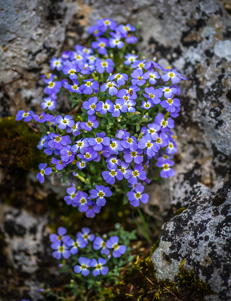 Blümchen am Felsen