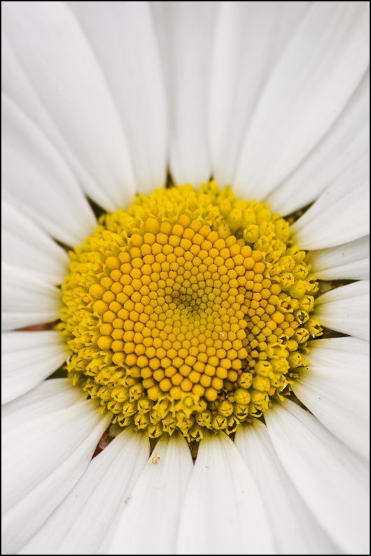 Blümchen-Makro